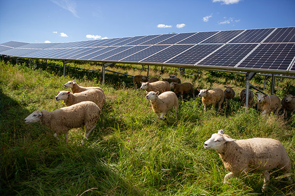 Sheep around solar panels